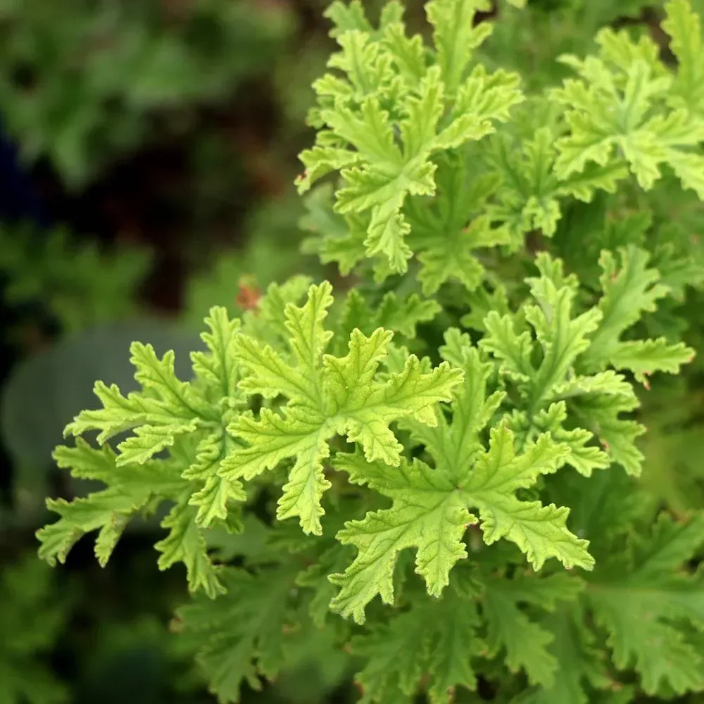 Citronella candle