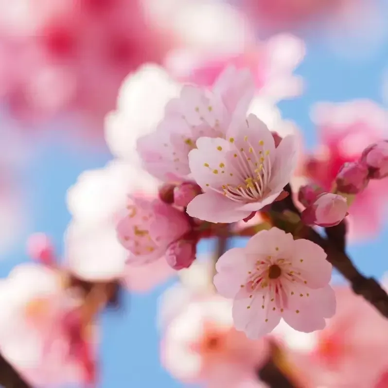 Cherry blossom fragrance oil
