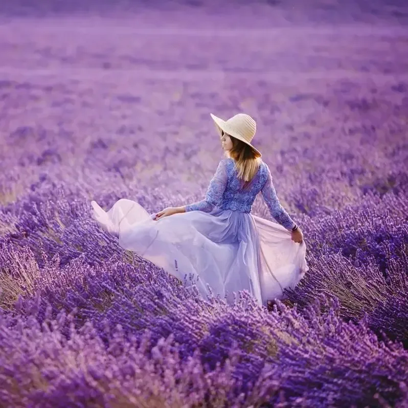 Lavender breeze zoflo fragrance oil