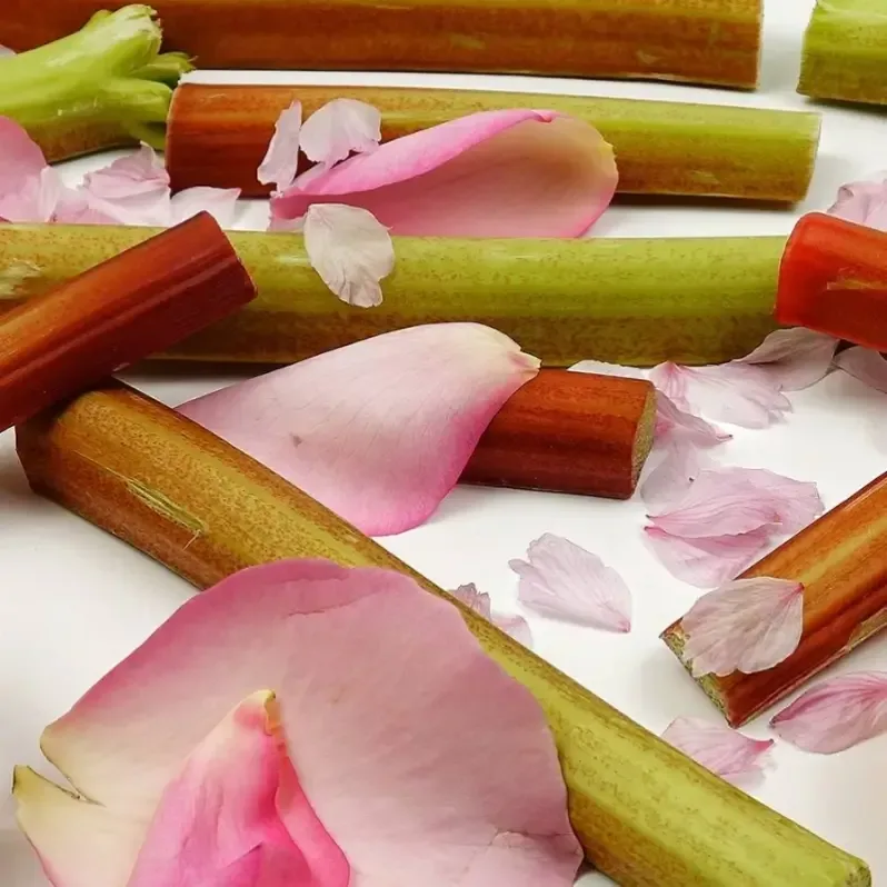 Rhubarb rose fragrance oil v2 sfc